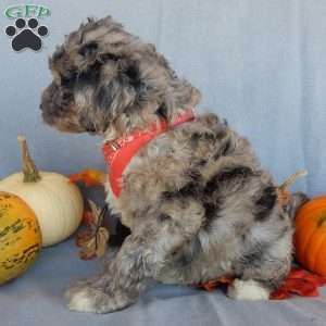 Bear (medium), Mini Sheepadoodle Puppy
